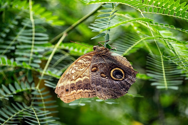 Butterfly Effect Chaos Theory